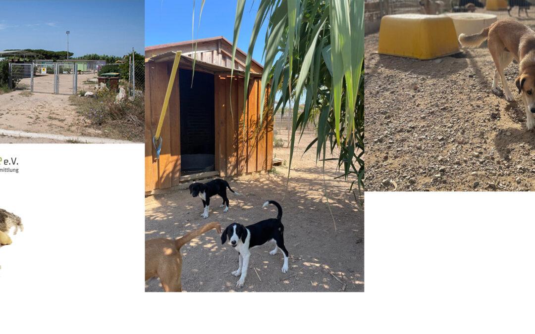 2500 € an den Tierschutz und die Tiervermittlung RespekTiere e.V. in Zusammenarbeit mit dem Refugio Arca Sarda auf Sardinien